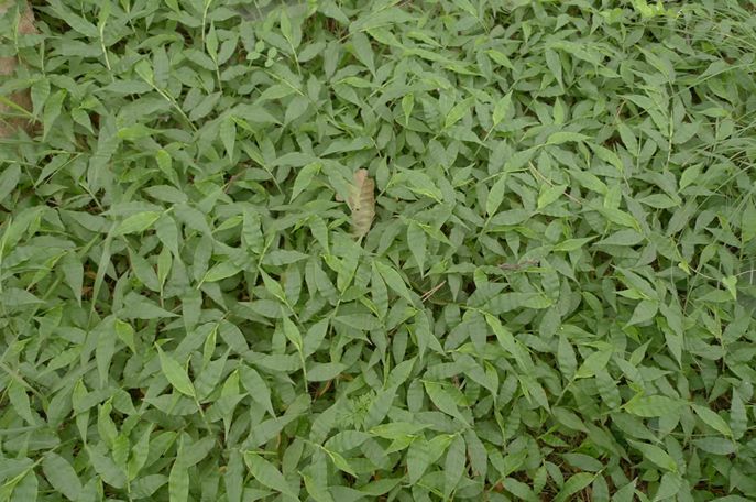 科普植物类的文章,常绿地被植物推荐