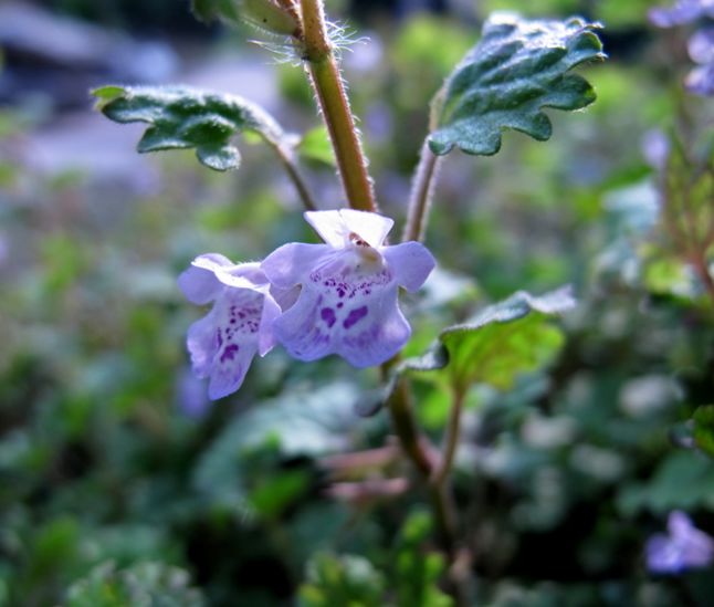 科普植物类的文章,常绿地被植物推荐