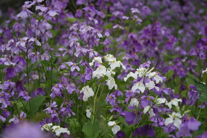 科普植物类的文章,常绿地被植物推荐