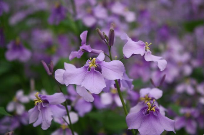 科普植物类的文章,常绿地被植物推荐