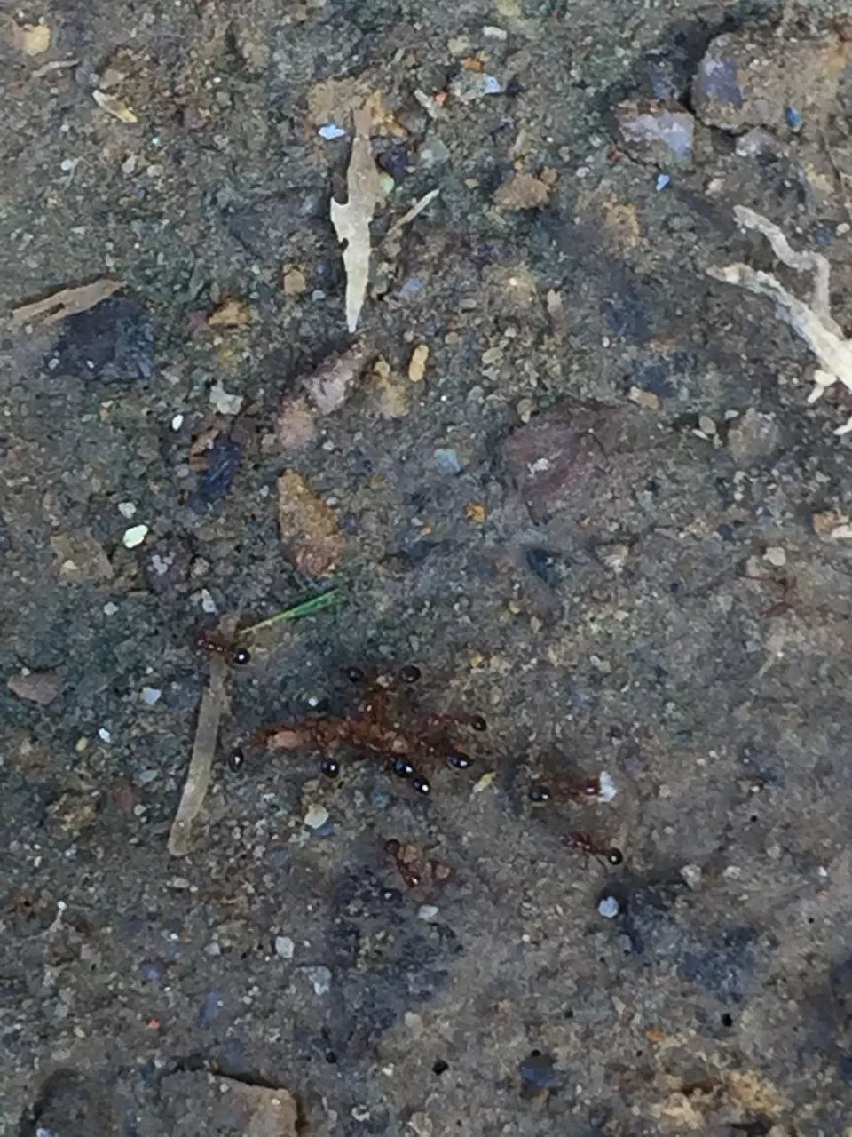 警惕！博白一男子被红火蚁咬了一口，全身浮肿险休克