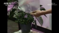 盆栽花草补水有哪些方法技巧,花快干枯了怎么补水