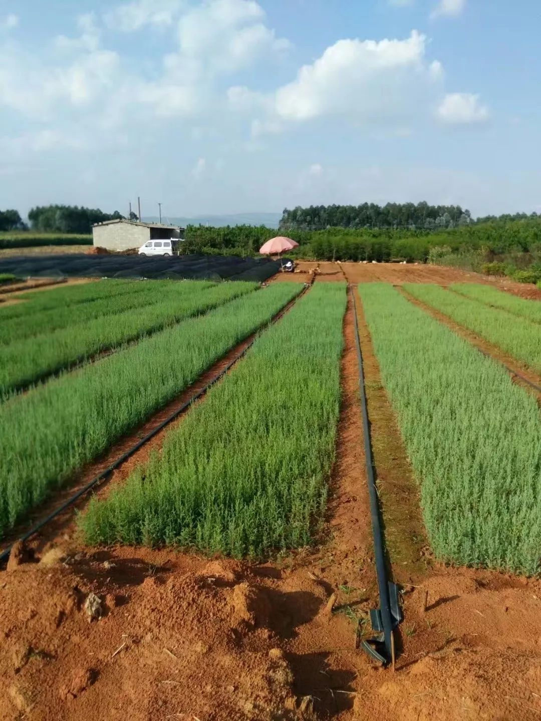 昭通陈正荣：栽上“致富苗”，点燃2000户村民脱贫希望！