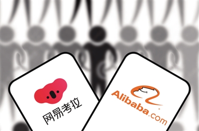 考拉入园阿里动物园再添一员 (阿里动物园考拉)