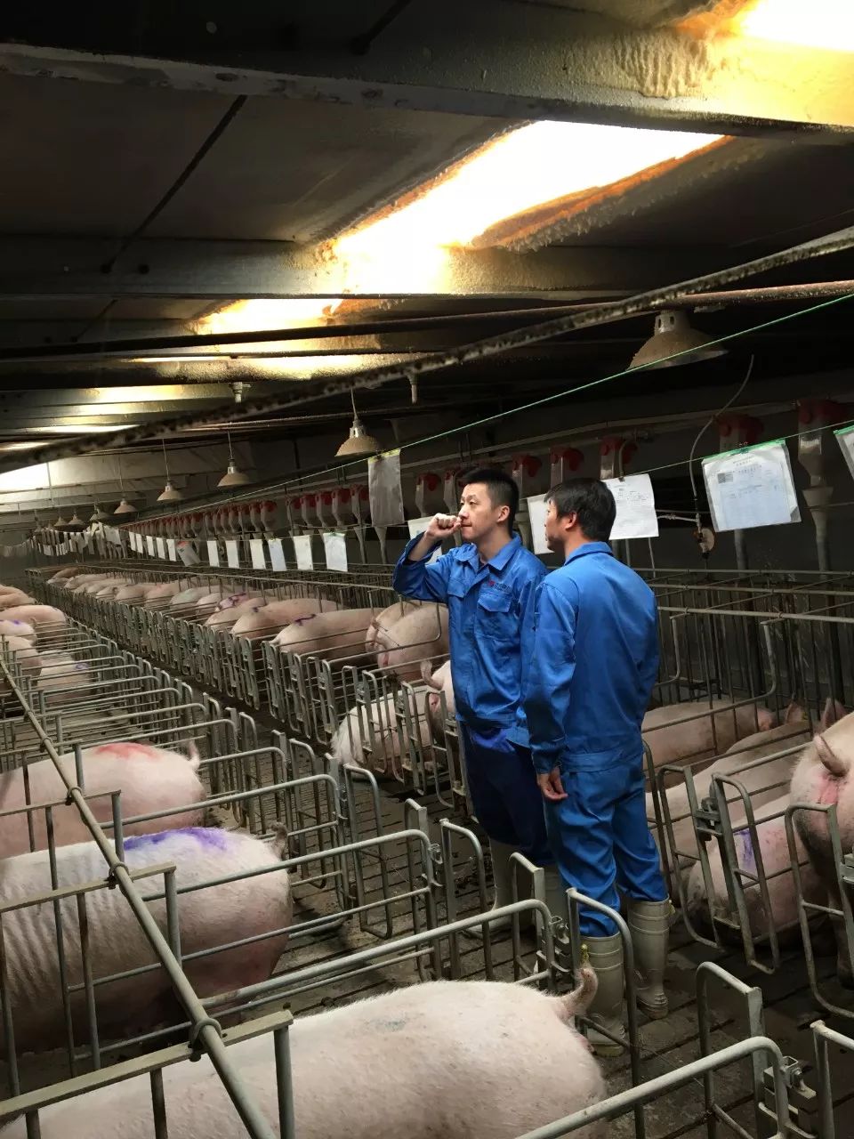 母猪与月亮，一群工程师的选择