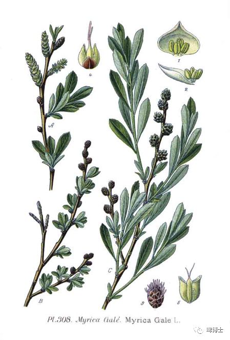 啤酒酿造解密,啤酒解读视频