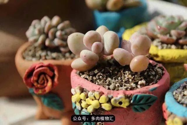 干奶酪怎么挑,奶酪如何挑选品牌