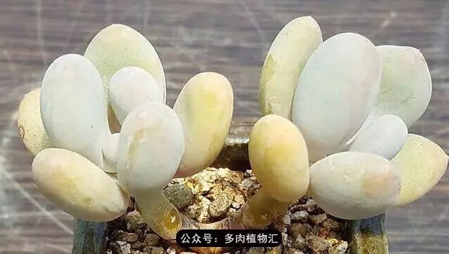 干奶酪怎么挑,奶酪如何挑选品牌