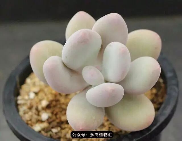 干奶酪怎么挑,奶酪如何挑选品牌