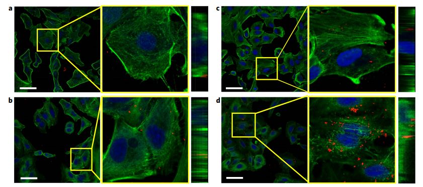 肿瘤靶向纳米制剂,nature纳米片
