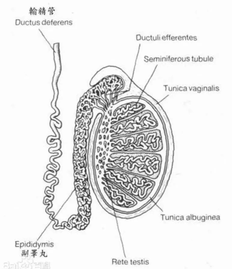 秋天补气血正当时，如何补有讲究！|科普