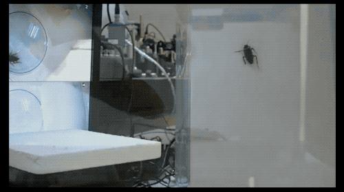 多吃披萨会怎么样,多吃pizza的好处