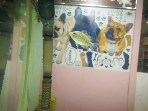 朋友送的三条罗汉，第一天就被泵抽没了一只.......