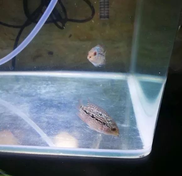 朋友送的三条罗汉，第一天就被泵抽没了一只.......