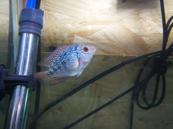 朋友送的三条罗汉，第一天就被泵抽没了一只.......