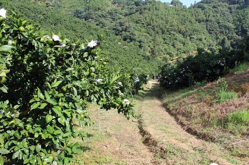 特早蜜桔前景,特早蜜桔一亩多少利润