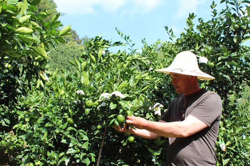 特早蜜桔前景,特早蜜桔一亩多少利润
