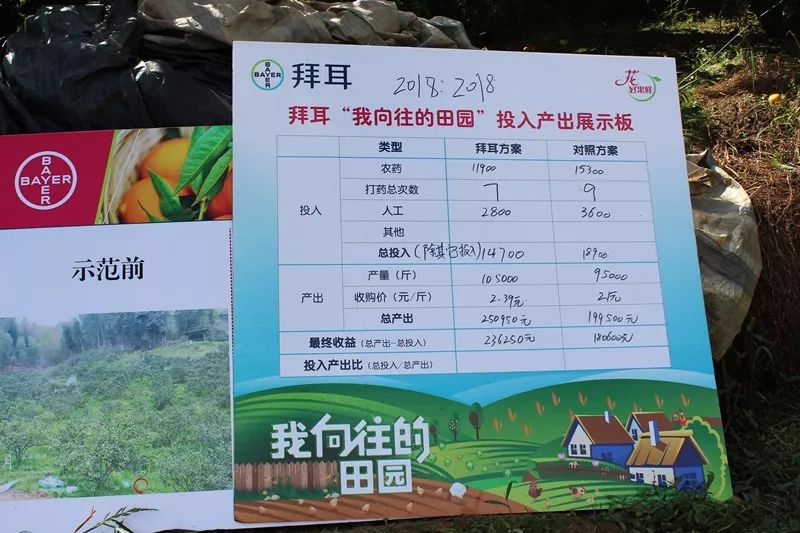 特早蜜桔前景,特早蜜桔一亩多少利润