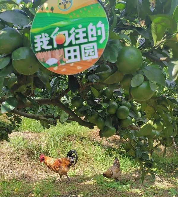 特早蜜桔前景,特早蜜桔一亩多少利润