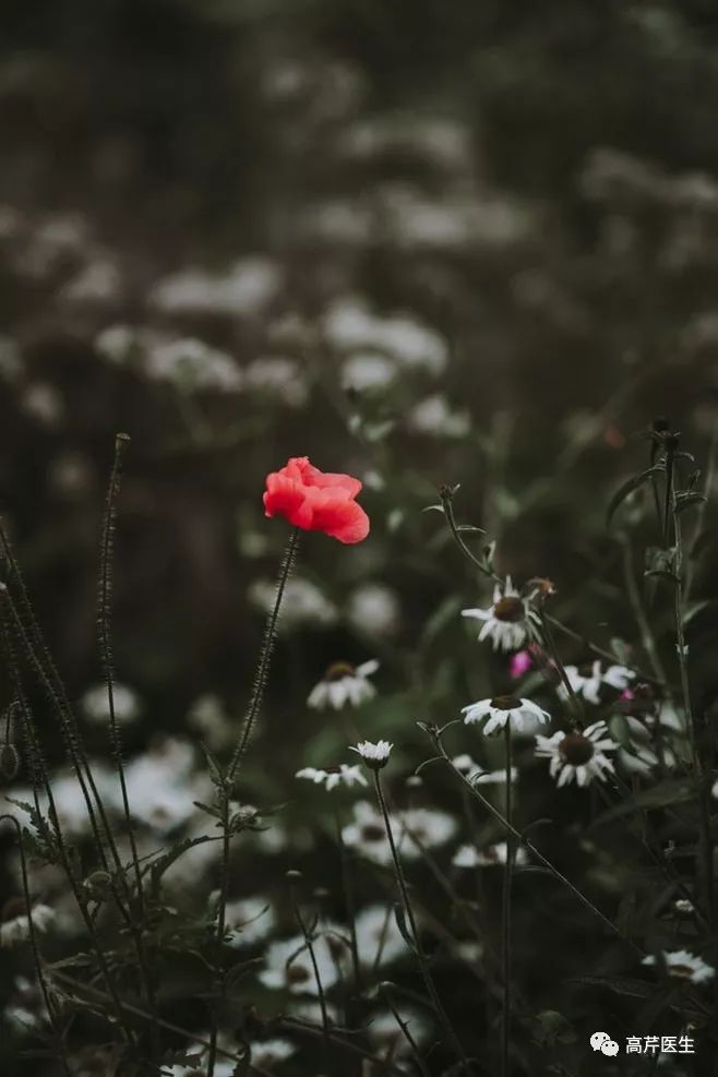子宫内膜息肉的中医治疗,中药治疗子宫内膜息肉