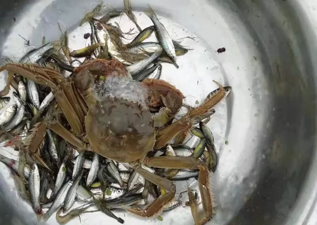 阳澄湖大闸蟹最佳吃蟹时间段,阳澄湖大闸蟹的最近品尝时间