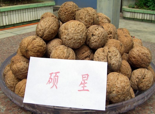 广元朝天核桃视频,核桃广元