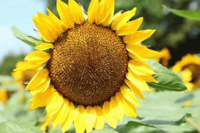 上海辰山植物园国庆节合适去吗,辰山植物园适合五一去吗