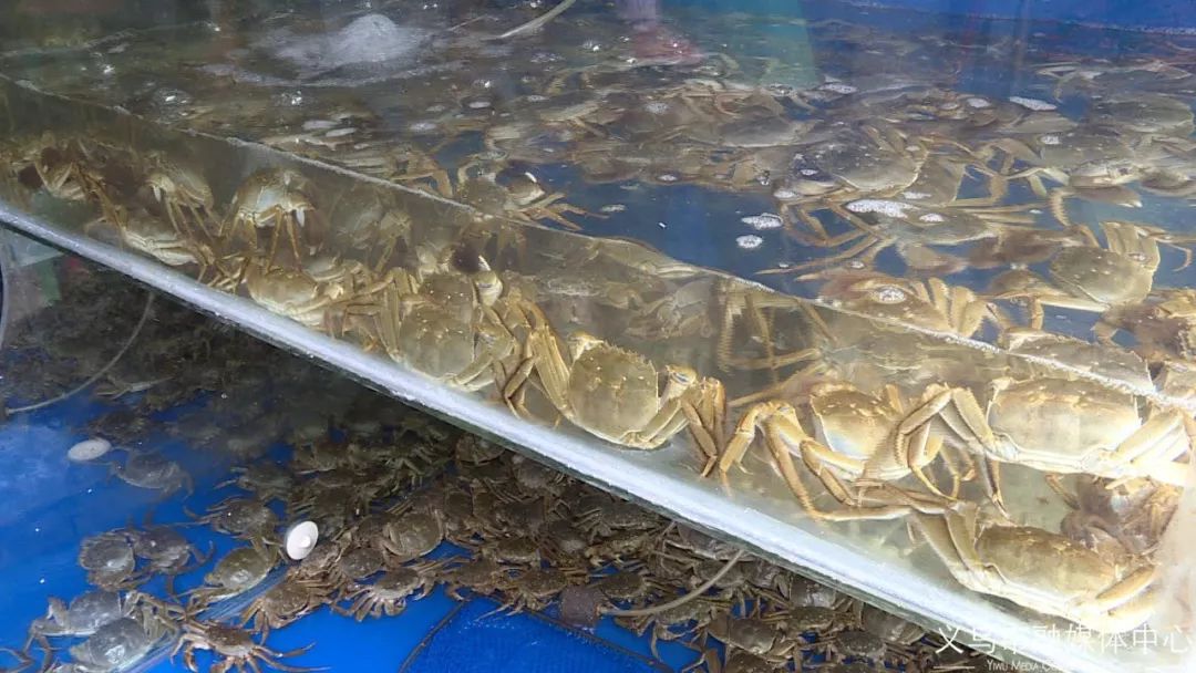 秋风起蟹脚肥原版,秋风起蟹脚肥怎么回事