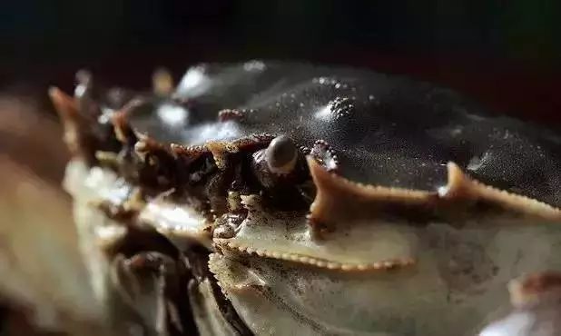 秋风起蟹脚肥原版,秋风起蟹脚肥怎么回事