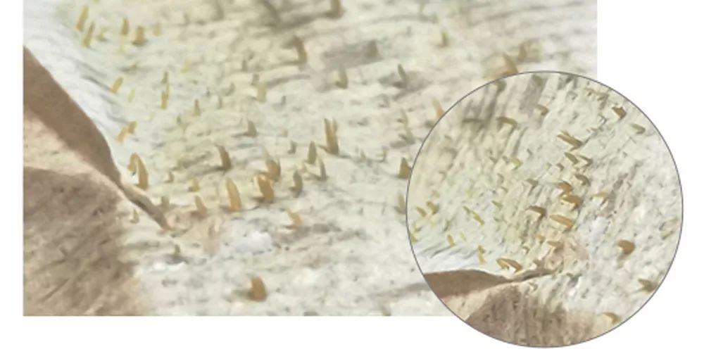 坚决不做“黄脸婆”！有了它，再差的皮肤都有救！丨开团