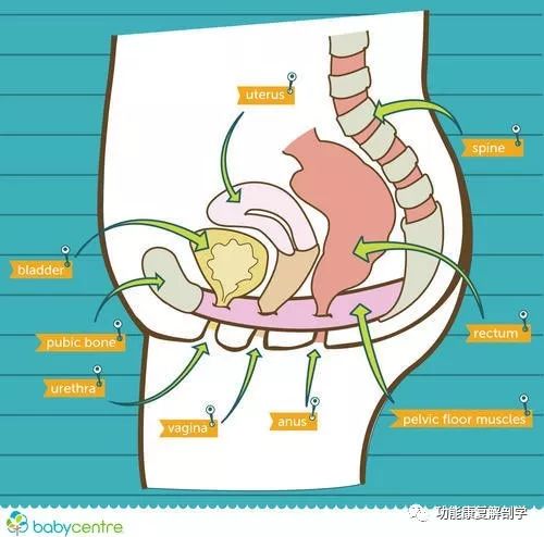 生产后的狗狗吃什么好,生产后第一天吃什么