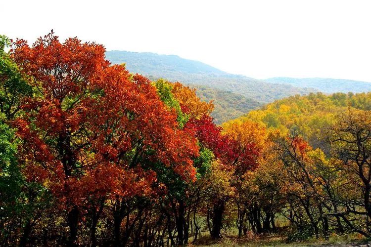巴林左旗夜景高清图片,巴林左旗光影印象