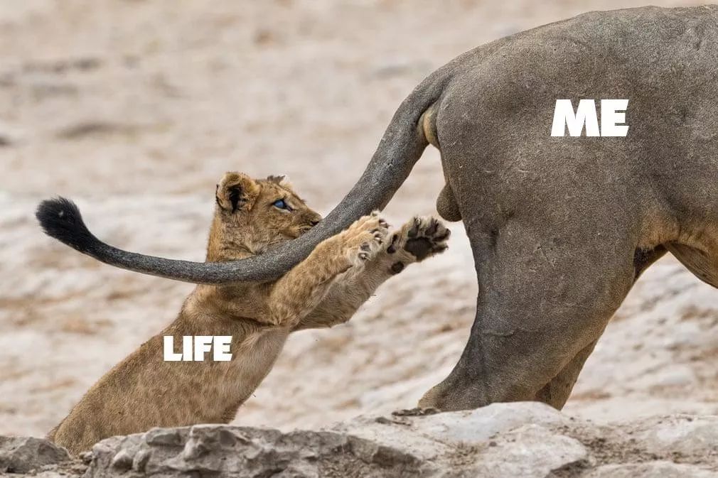 2019不正经摄影大赛引全网爆笑！40张动物黑历史被6万网友制成表情包....