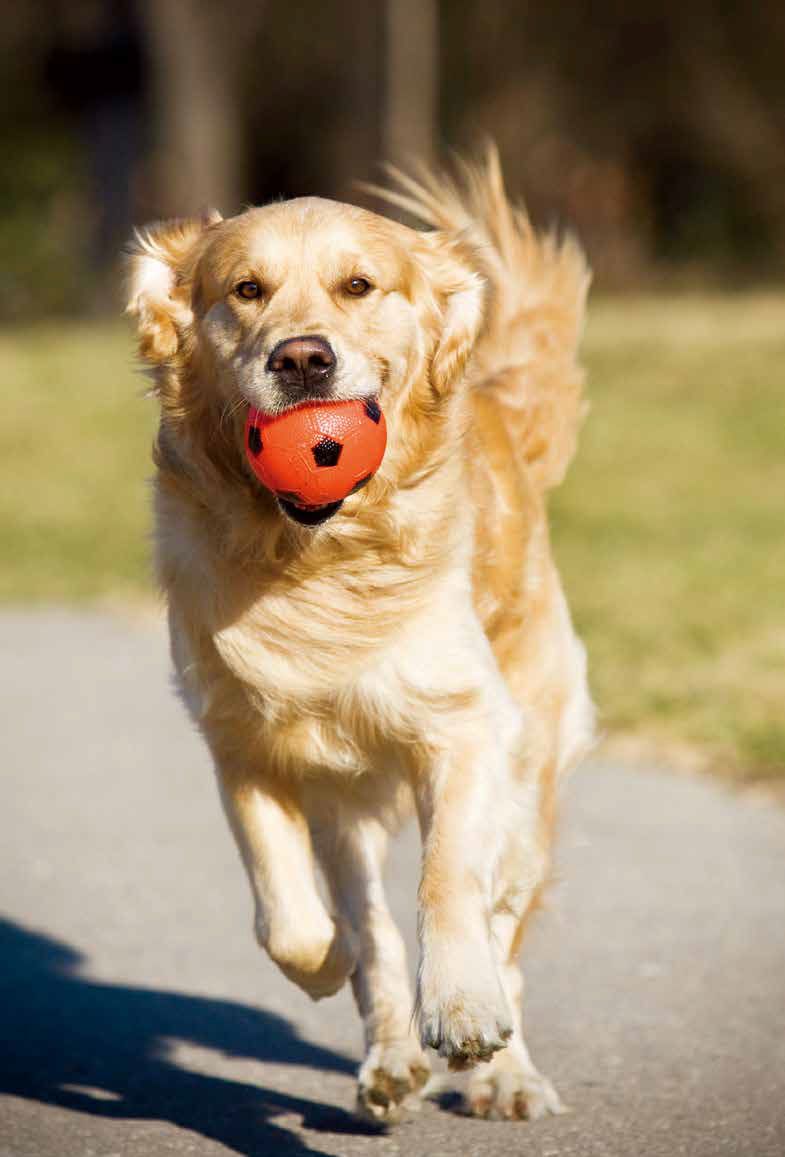 鑰佸笀鎴戠殑浣滀笟琚嫍鍟冧簡,鑰佸笀鎴戠殑浣滀笟琚嫍鍚冧簡