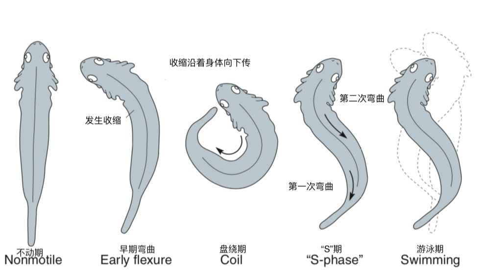 运动能力天生的还是从小锻炼的,人的运动能力从几岁开始