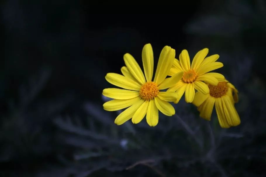 《当代》40年|冯骥才：雕花烟斗