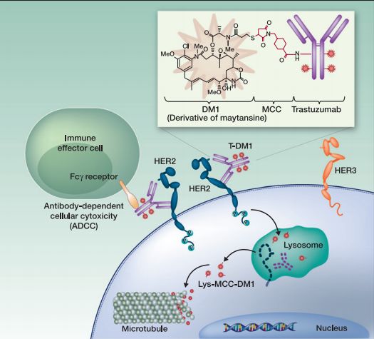 「魔法*弹子**」如何诞生？深度揭秘高精尖的抗体偶联药物，缘何成为抗癌抗体研发领域的明珠丨奇点深度