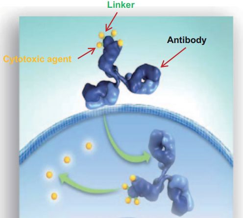 「魔法*弹子**」如何诞生？深度揭秘高精尖的抗体偶联药物，缘何成为抗癌抗体研发领域的明珠丨奇点深度