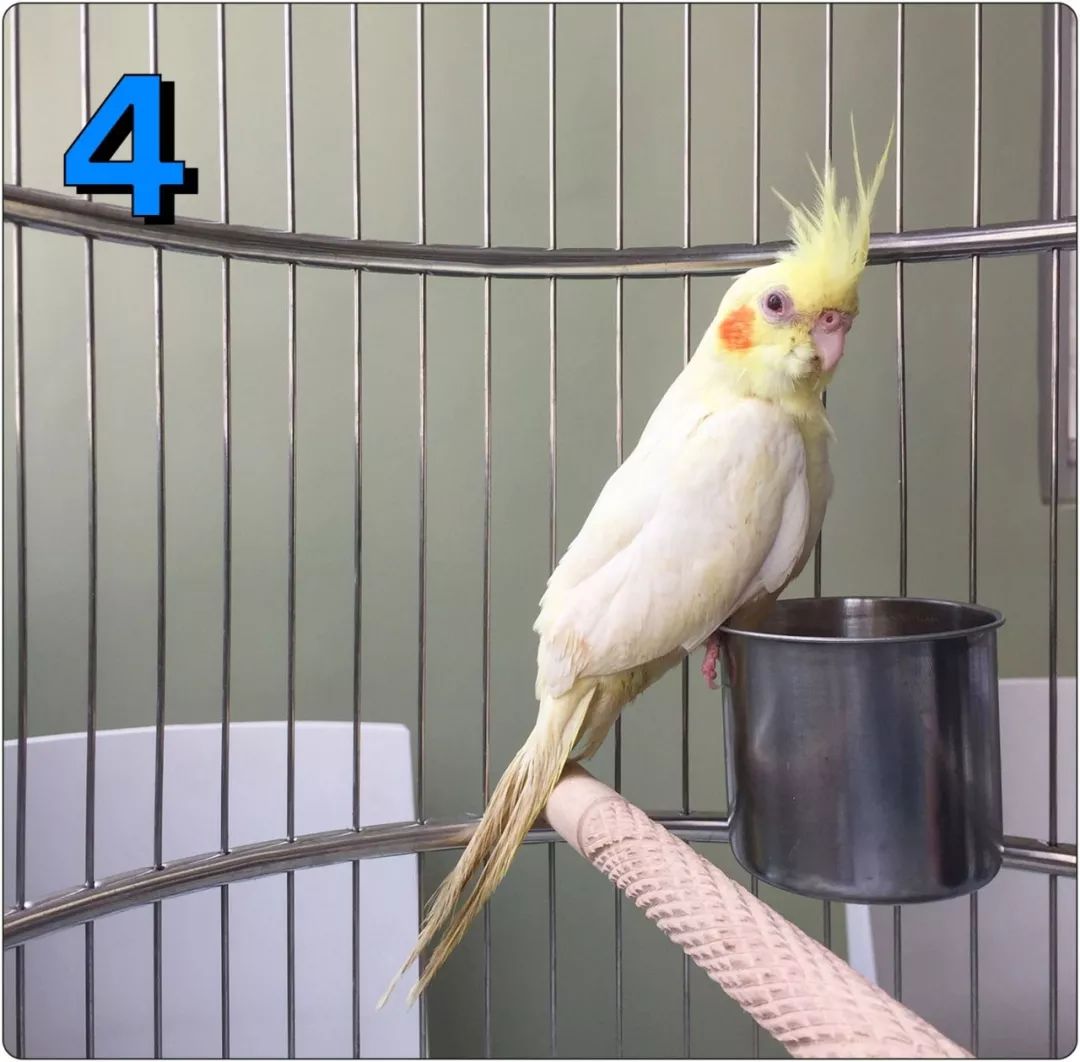 带着狗狗去房车里住,带着狗狗和孩子一起出门