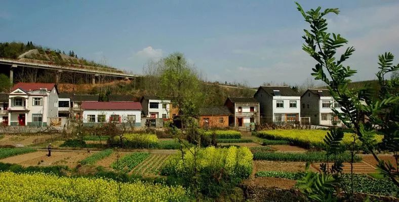 淮阳农村宅基地审批管理办法,淮阳区申请宅基地多久批下来