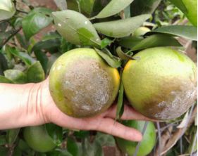 柑橘褐腐疫霉病怎么治,柑橘疫腐病农药