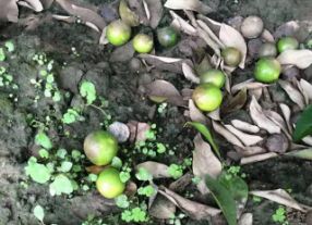 柑橘褐腐疫霉病怎么治,柑橘疫腐病农药