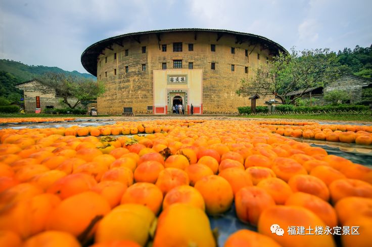 「欢度国庆」永定土楼第六届柿子丰收节完整游玩攻略来了