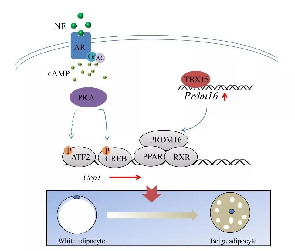 我要减肥怎么减最快,减肥只减肚子的方法