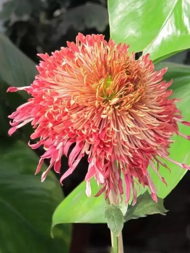 世界最美菊花图整整80种太珍贵了,世界上最美的菊花叫什么名字