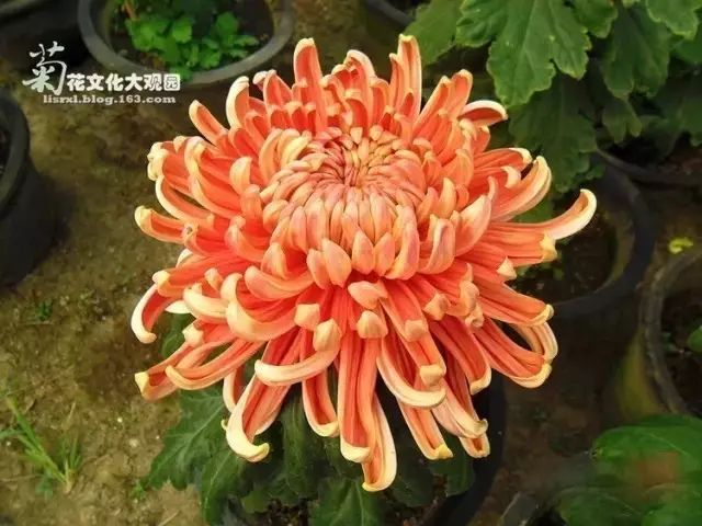 世界最美菊花图整整80种太珍贵了,世界上最美的菊花叫什么名字