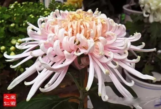 世界最美菊花图整整80种太珍贵了,世界上最美的菊花叫什么名字