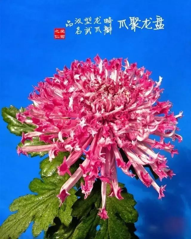 世界最美菊花图整整80种太珍贵了,世界上最美的菊花叫什么名字