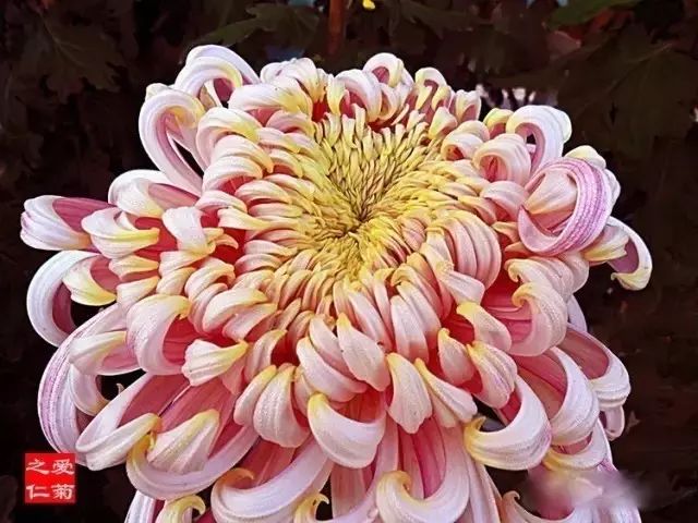 世界最美菊花图整整80种太珍贵了,世界上最美的菊花叫什么名字