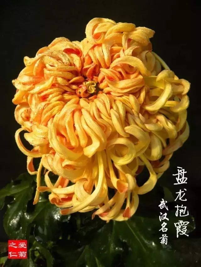 世界最美菊花图整整80种太珍贵了,世界上最美的菊花叫什么名字